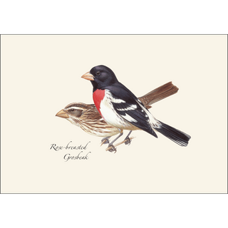 Peterson's Bird Assortment II image 1