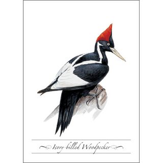 Ivory Woodpecker image 0