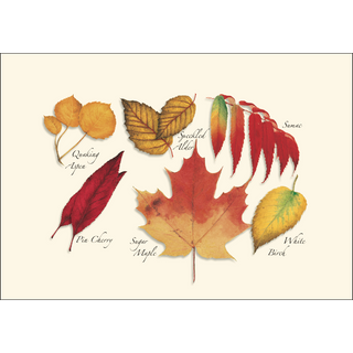 Fall Foliage Assortment image 2