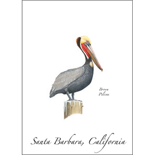 Brown Pelican (Breeding adult-California) image 0