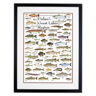 Fishes of the Great Lakes Region - Poster - Double matted black frame image
