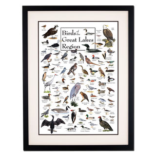 Birds of the Great Lakes Region - Poster - Double matted black frame image