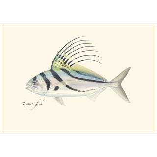 Roosterfish image 1