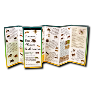Common Bees of Western North America image 1