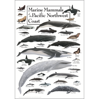 Marine Mammals of the Pacific Northwest Coast - Poster - Unframed - Ships in a sturdy mailing tube image