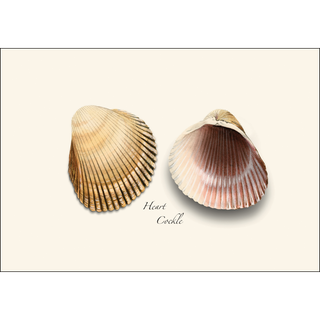 Seashell Assortment III image 2