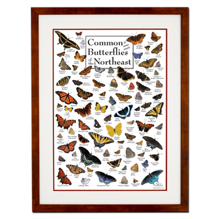 Common Butterflies of the Northeast - Poster - Double matted honey frame image