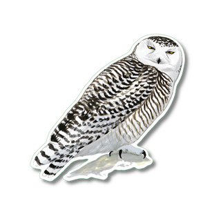 Snowy Owl image 0