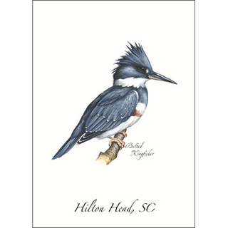 Belted Kingfisher image 0