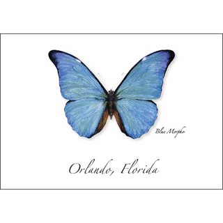 Blue Morpho Butterfly image 0