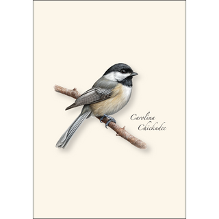Carolina Chickadee image 1