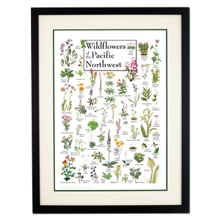 Wildflowers of the Pacific Northwest - Double matted black frame image