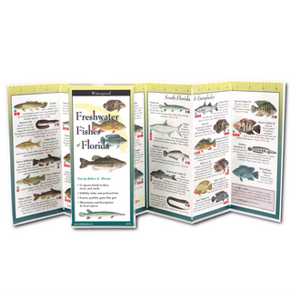 Freshwater Fishes of Florida image 1