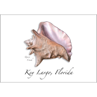 Queen Conch image 0