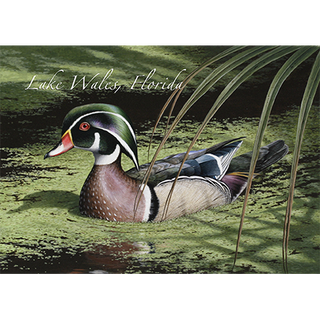 Male Wood Duck image 0