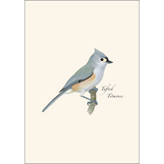 Tufted Titmouse image 1