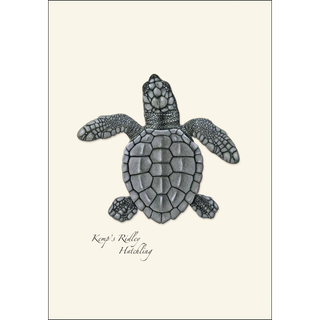 Sea Turtle Hatchling Assortment image 4