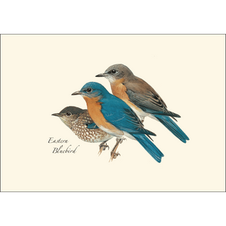 Eastern Bluebird image 1