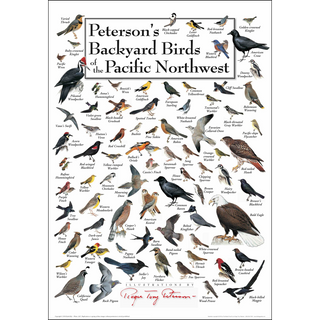 Peterson's Backyard Birds of the Pacific Northwest - Poster image 0