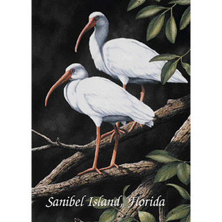 White Ibis image 0