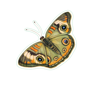Buckeye Butterfly image 1