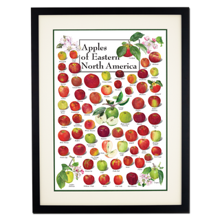 Apples of Eastern North America - Poster - Double matted black frame image