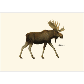 Moose image 1