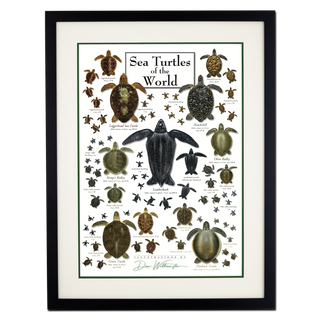 Sea Turtles of the World - Poster - Double matted black frame image