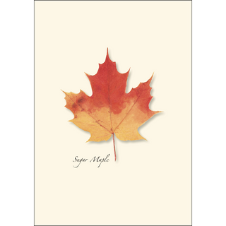 Maple Leaf Assortment image 1
