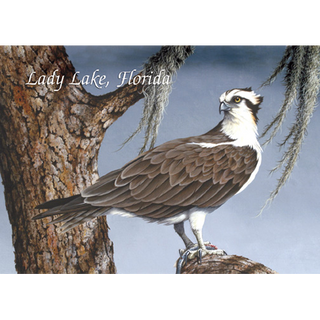 Osprey image 0