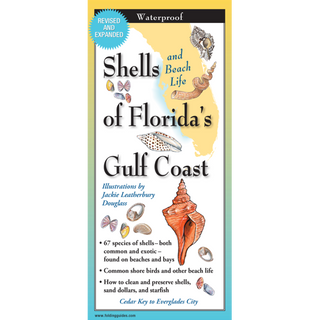 Shells and Beach Life of Florida's Gulf Coast image 0