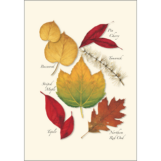 Fall Foliage Assortment image 4