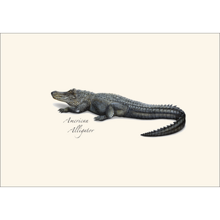 Alligator image 1