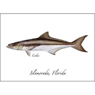 Cobia image 0