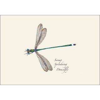 Dragonfly & Damselfly Assortment II image 3