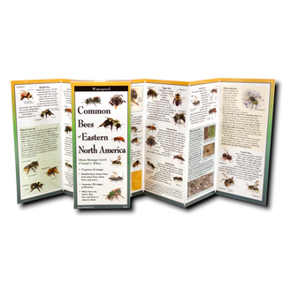 Common Bees of Eastern North America image 1
