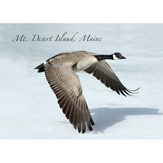 Canada Goose image 0
