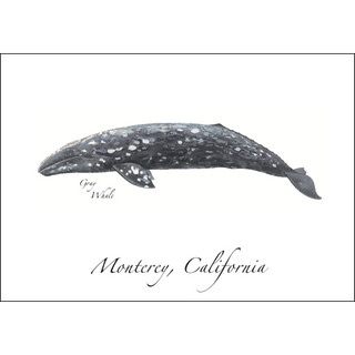 Gray Whale image 0