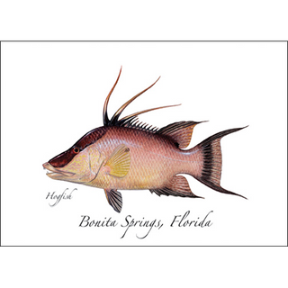 Hogfish image 0