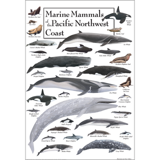 Marine Mammals of the Pacific Northwest Coast - Poster image 0