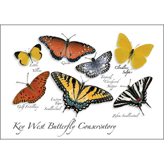 Florida Butterfly II image 0