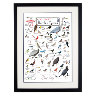 Sibley’s Birds of Texas – Poster - Double matted black frame image