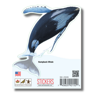 Humpback Whale image 1