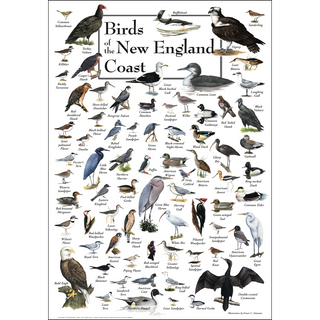 Birds of the New England Coast - Poster image 0