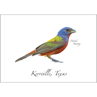 Painted Bunting image 0