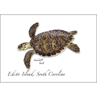 Hawksbill Turtle image 0