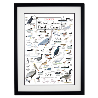 Sibley’s Waterbirds of the Pacific Coast – Poster - Double matted black frame image