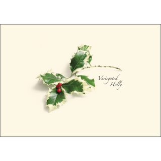 American Holly Assortment image 2