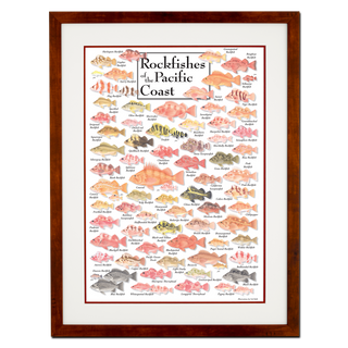 Rockfishes of Pacific Coast - Poster - Double matted honey frame image