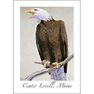 Bald Eagle III image 0